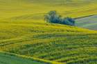 USA, Washington State, Palouse. Canola fields Art Print